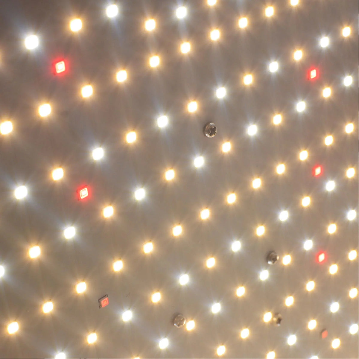 Maximize Growth Potential with Our 2000W Dimmable Full Spectrum Grow Lamp - Fluid and Long-Life for Hydroponic Plants